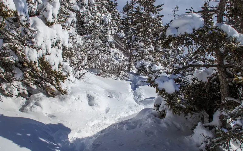 Hiking tracks carved through three feet of snow wind through a heavy snow-laden forest.