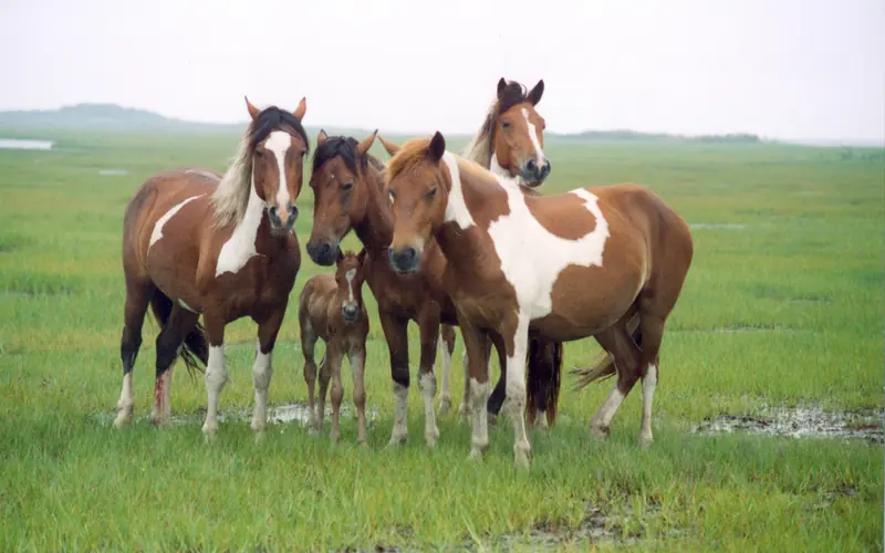 Wild horses in the salt marshes on Assateague Island