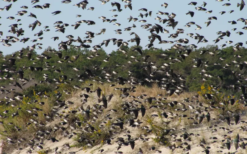 Tree Swallows migrating along the beach at Assateague