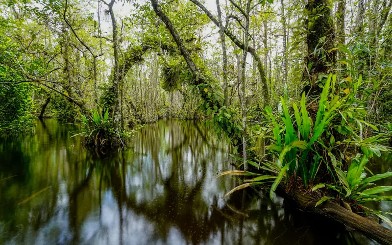 A water filled swamp filled with lush green ferns and trees.