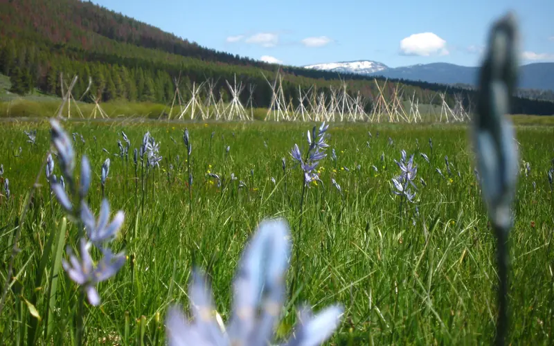 Blue camas flowers dot a green field with tepee poles in the background.
