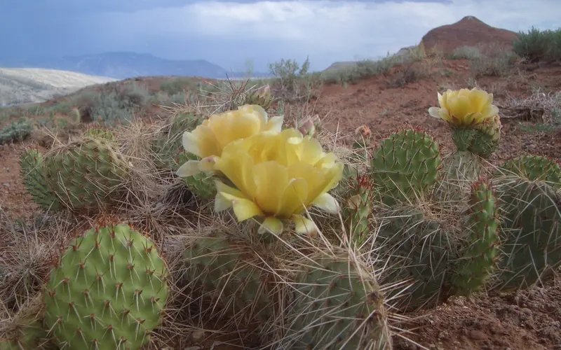 spring cactus with yellow flowers