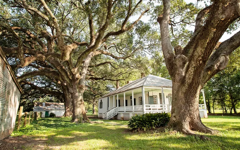 A raised Creole cottage surrounded by oak trees.