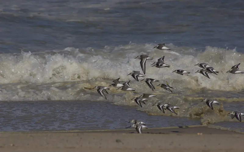 A flock of birds flies along a beach with waves in the background.