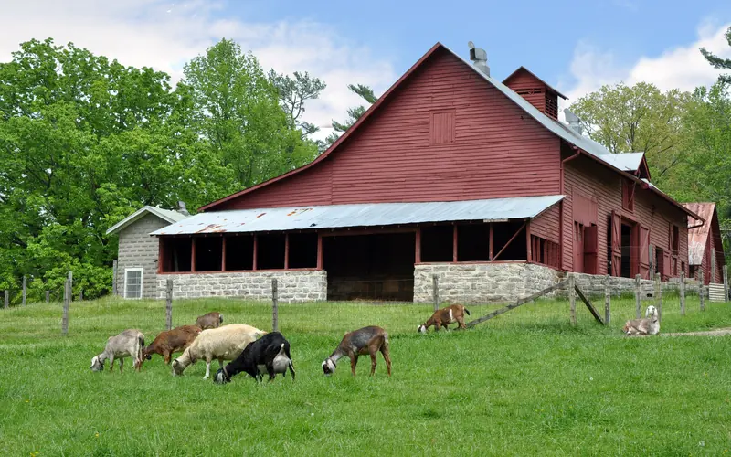 Dairy goats graze peacefully near the Sandburg barn