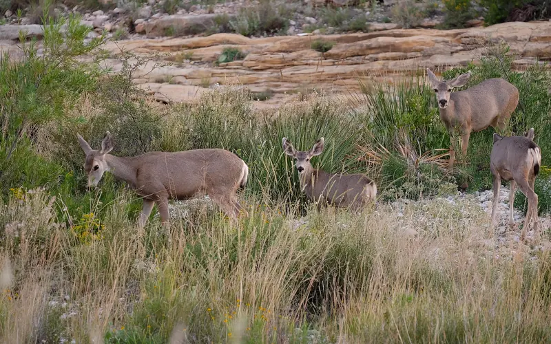 Photo of four mule deer in a drainage with vegetation around them.