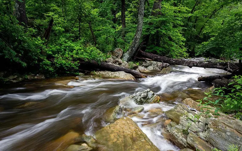 A fast flowing stream cutting through a green forest.