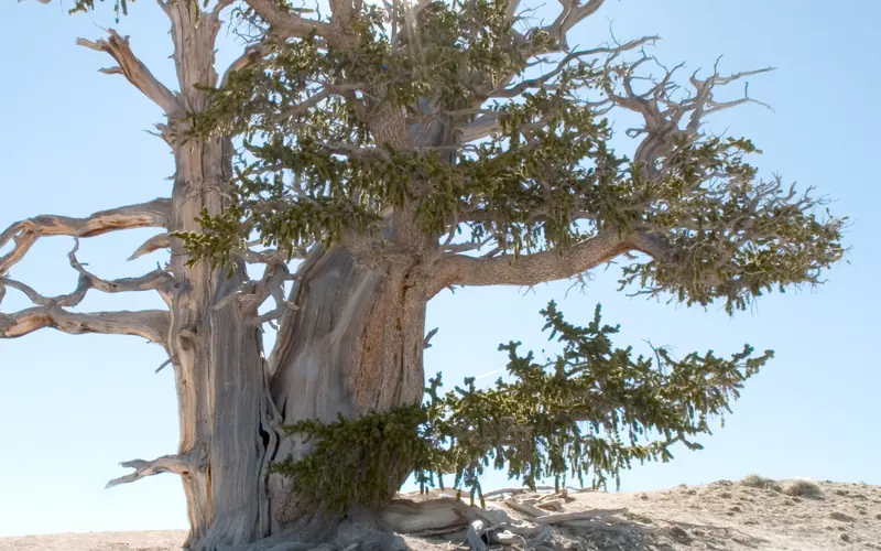 Ancient Bristle-cone pine with sun shining through the branches.