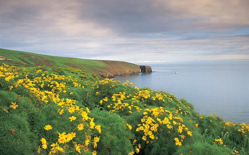 Yellow flowers in foreground extending out along a rocky coastline to a natural arch.