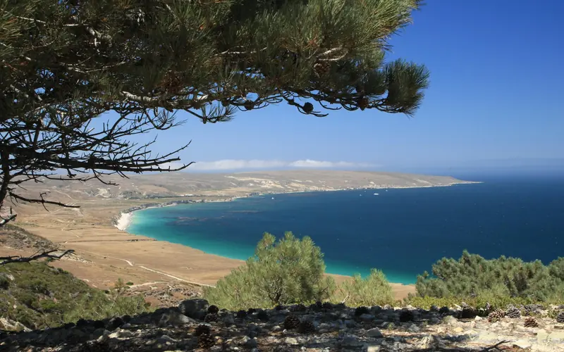Pine tree high on a ridge overlooking a bay with blue water and white sand beach.