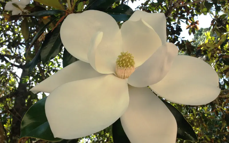 Southern Magnolia (Magnolia grandiflora)