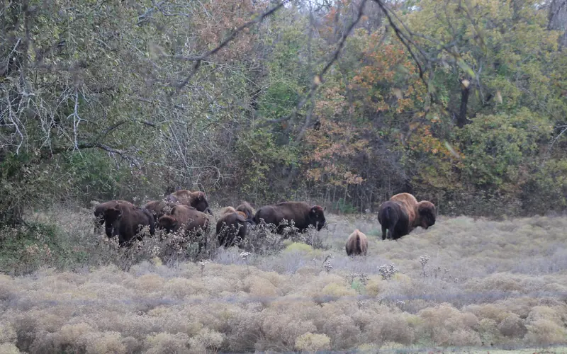 Herd of bison