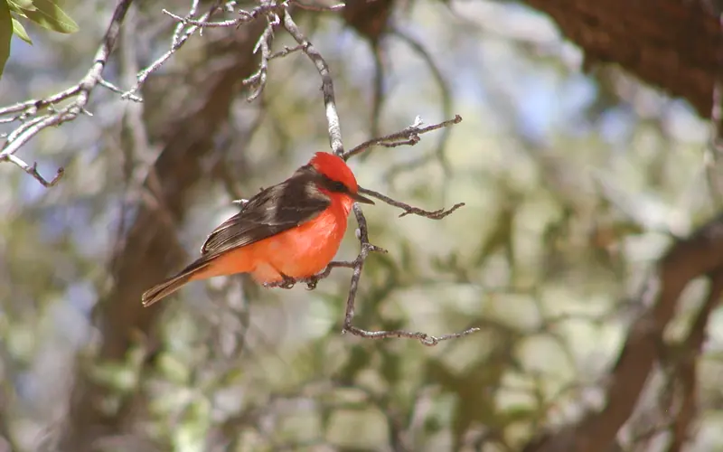 A brilliant red bird in a tree