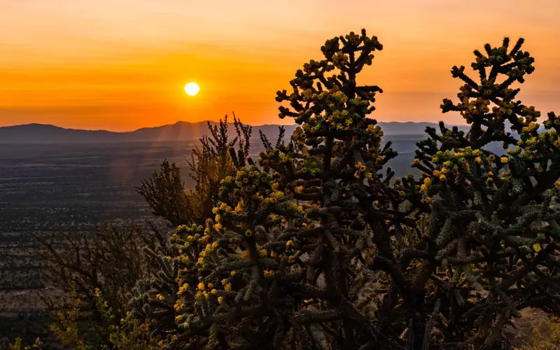 Sun setting over the San Rafael Valley with a cane cholla in the foreground.