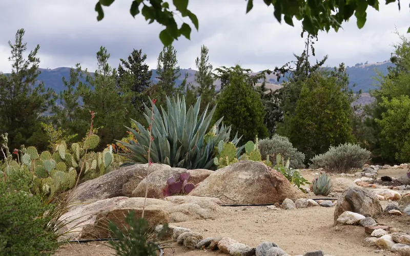 Desert plants grow from rocky soil