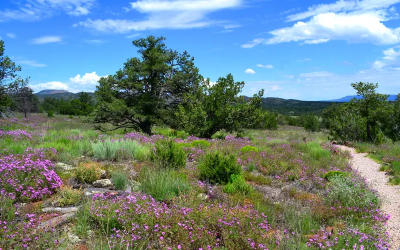Hiking in Summer