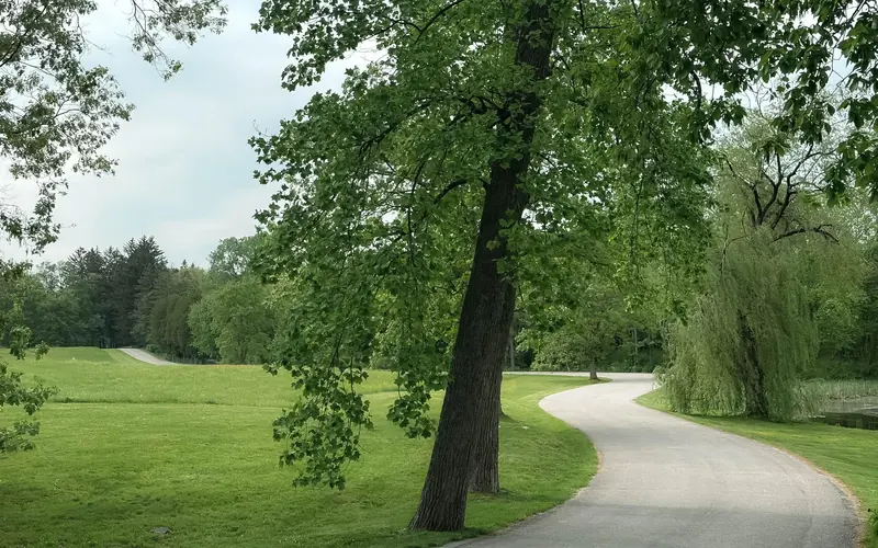 A winding road through green fields and shade trees.