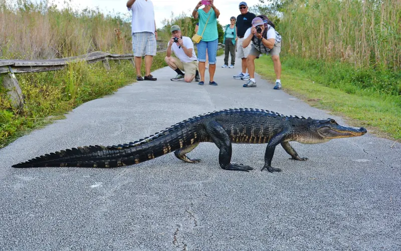 An American Alligator high walks the Anhinga Trail.