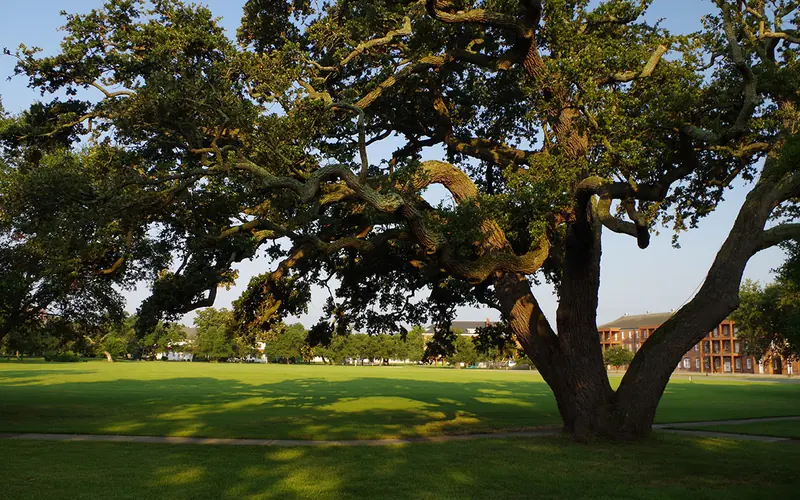 sunrise over the Parade Ground illuminates Algernourne Oak.