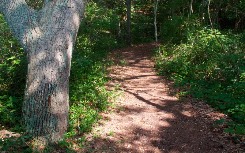Tree standing next to the maritime forest path of the Thomas Hariot Trail