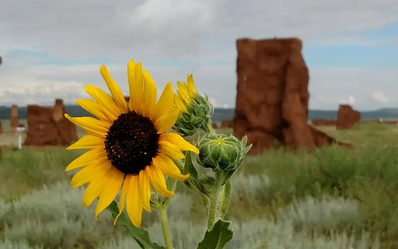 Sunflower in Enlisted Barracks