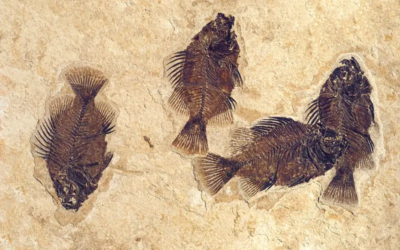 a well preserved fossil fish, Cockerellites liops