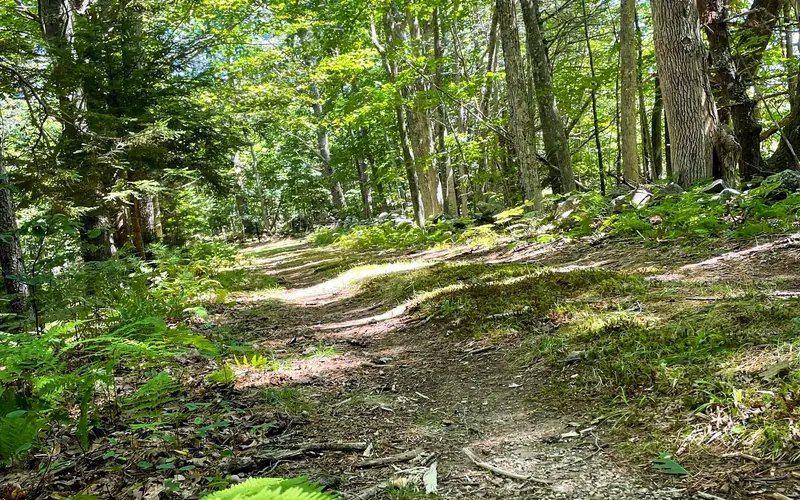 A moss-lined trail continues ahead through tall green pine trees.