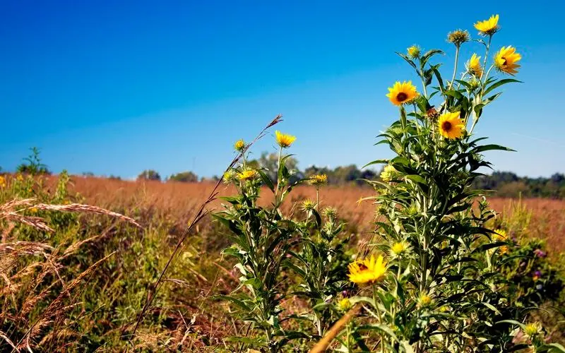 Sunflowers in a prairie at George Washington Carver NM.