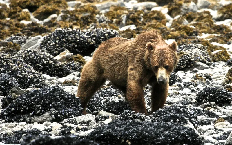 Beachcombing Brown Bear