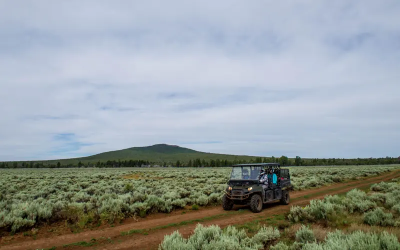 A UTV drives down a road surrounded on both sides by sage