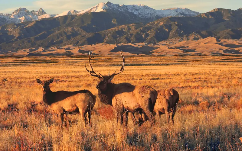 Elk, Grasslands, Dunes, and Sangre de Cristo Mountains