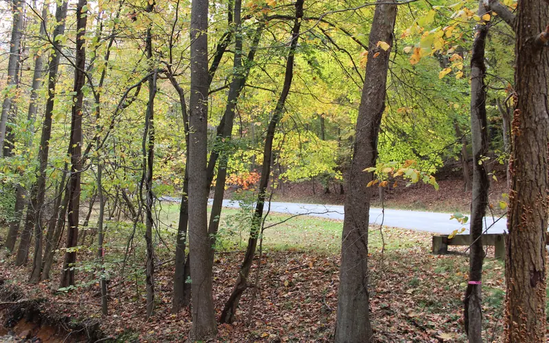 trees in Greenbelt Park