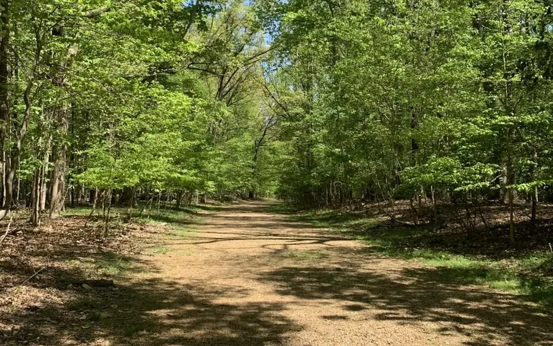 A gravel path winds through a forest