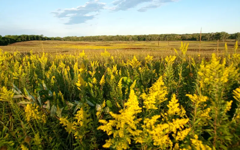 The tallgrass prairie is yellow with goldenrod in full bloom.