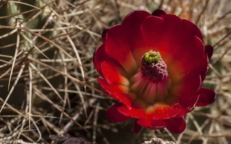 a bright red cactus flower