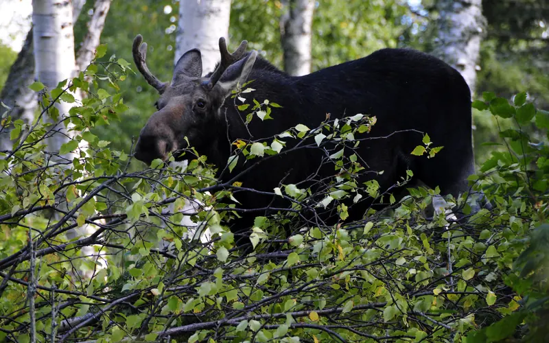 Young bull moose browsing for food