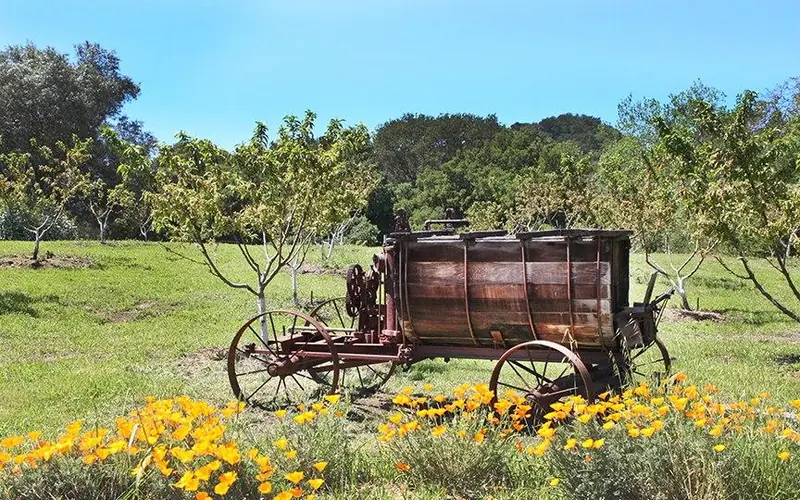 A old copper sprayer sits against a tree-line background.