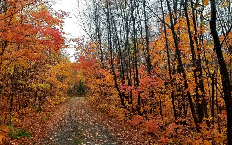 Autumn foliage along a dirt logging road.