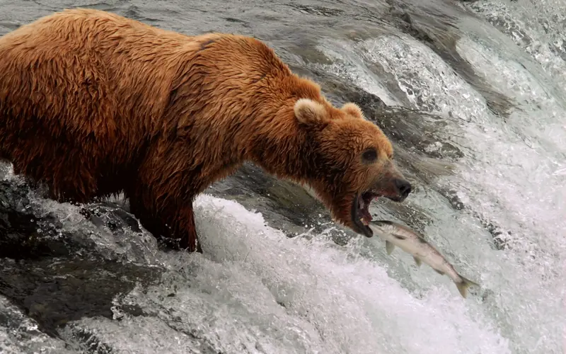 Bear standing at the edge of a waterfall while a salmon is leaping towards it.