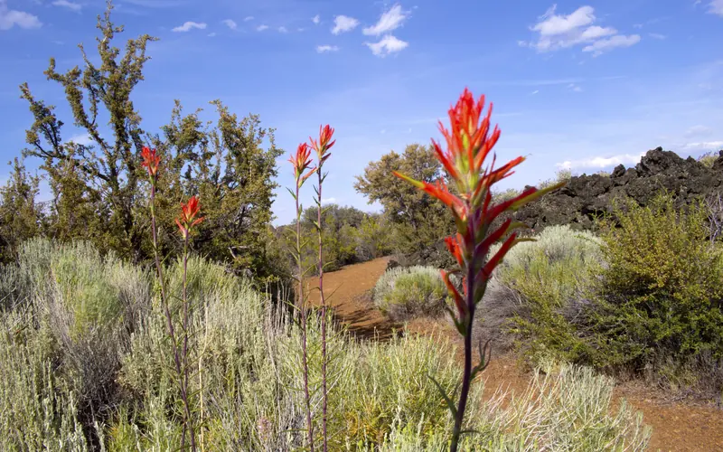 Paintbrush along park trail