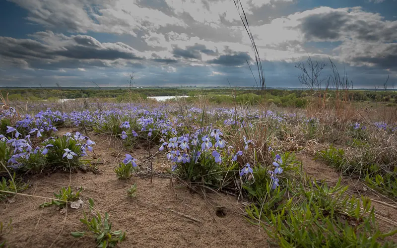 Gray clouds over flowers growing on sand dunes.