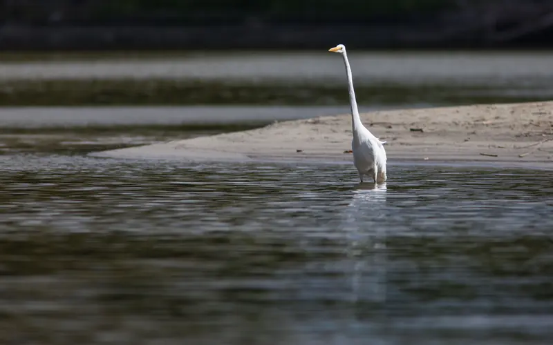 A large, long-necked, long-legged bird wades in the river.