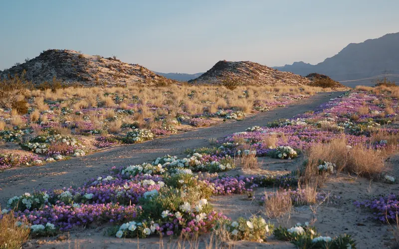 Spring wildflowers carpeting the desert floor