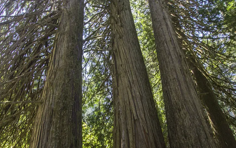 Towering cedars and douglas-firs reach skyward while a beam of sun breaks through the canopy.