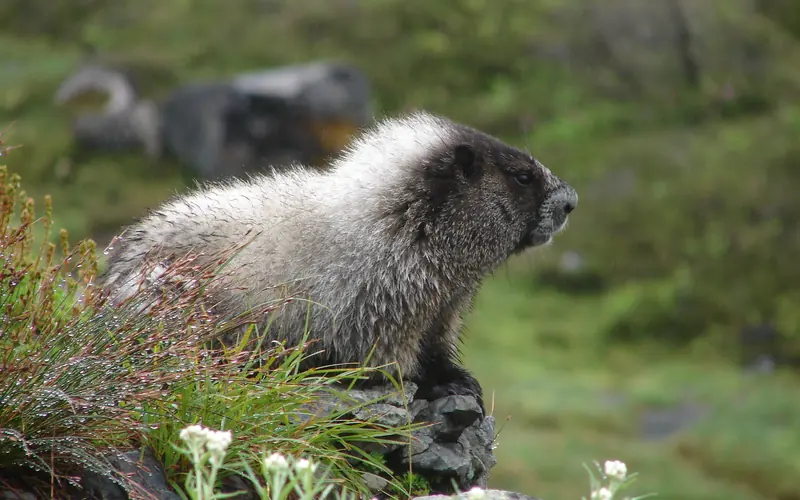 A hoary marmot with white frosted fur rests on a rock beside white flowers in a meadow.
