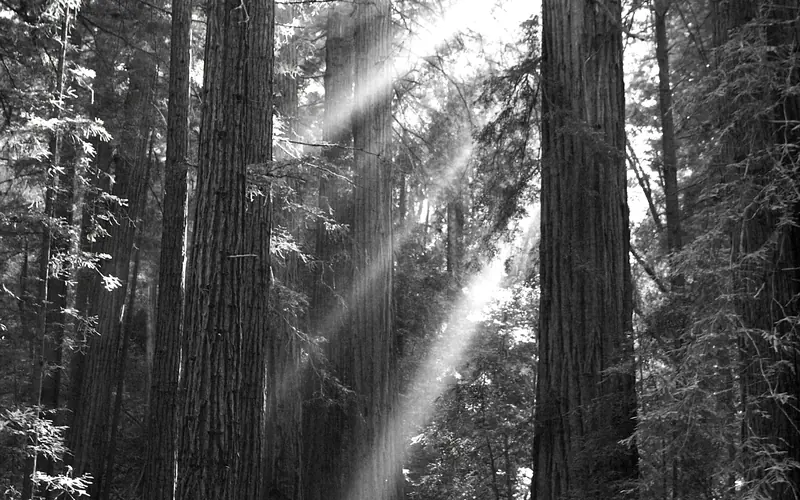 Sun rays shine down on a visitor among very tall redwood trees
