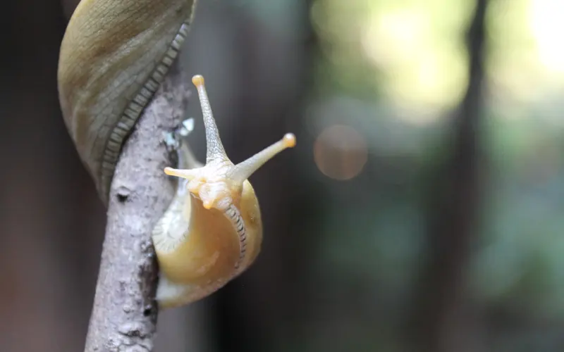 A yellow banana slug creeping along a twig