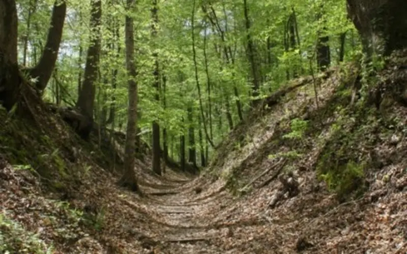 A section of the Old Trace at Rocky Springs (MP 52.4-59)