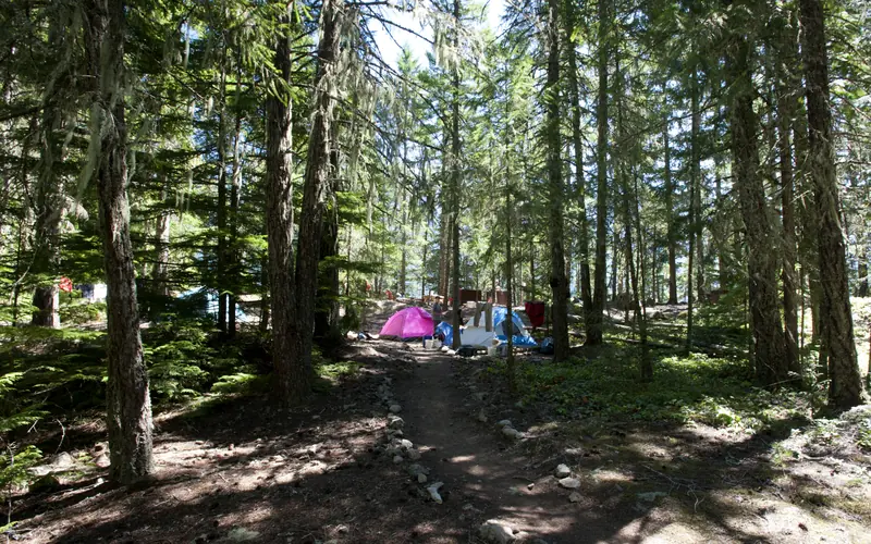 Tents set up in a wooded area.