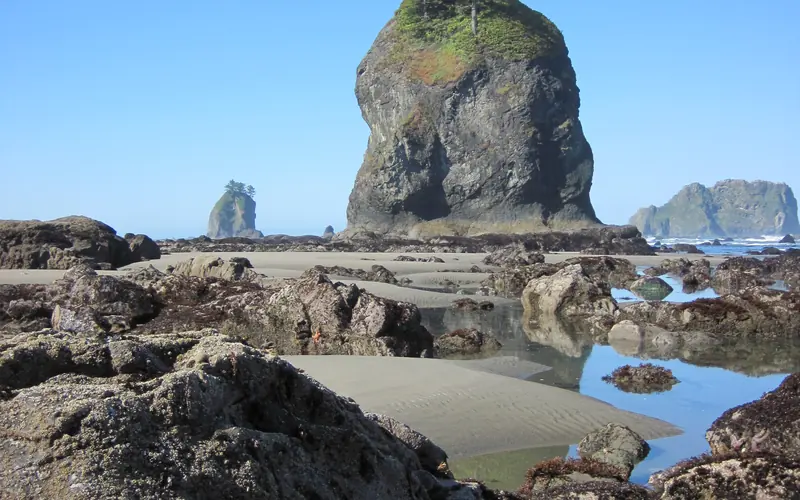 Orange sea stars on a rocky coast.